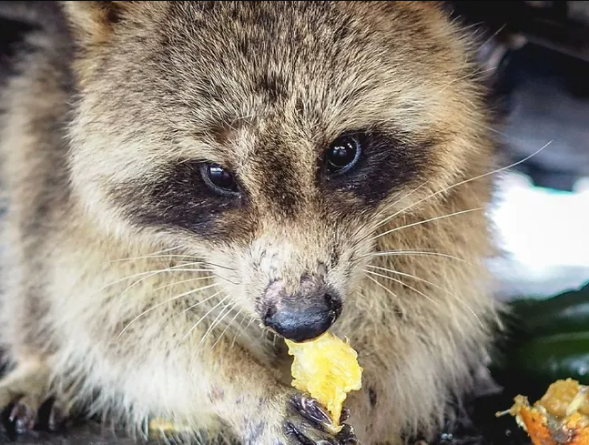 CRITTER-BROS-RACCOON-REMOVAL-IN-NV-AND-CA-quentin-bounias-RZ3Y956-Zq0-unsplash-30c40baf-1f2ee7ad-79fca205-651w.png
