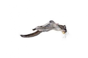 Flying-Squirrel-removal-Critter-Bros.png