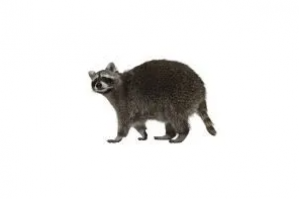 Racoon-1920w.png